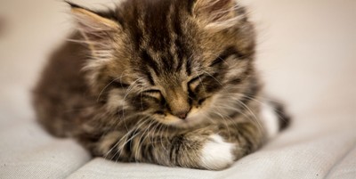 Kittens, because we all need some cuteness for this post